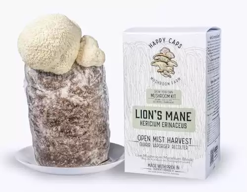 Mushroom Grow Kit - Lion's Mane