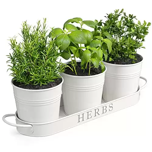 Indoor Herb Garden